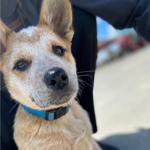 Meet your Posher, Jasleen